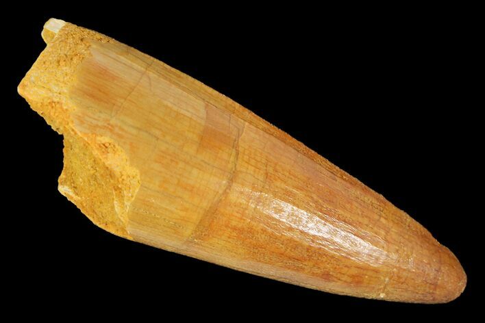 Cretaceous Fossil Crocodile Tooth - Morocco #163815